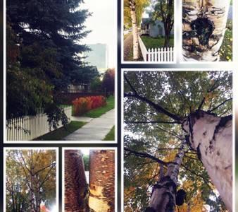 Birch B&B Anchorage Exterior foto